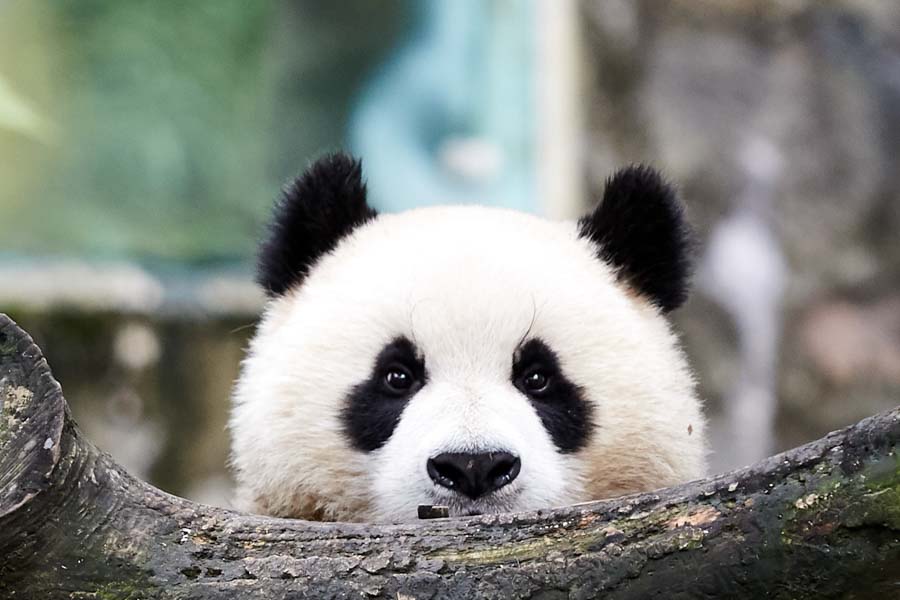 ©Matthias-Bunzel-Bildender-Drache-Chinareisen-buchen-Peking-Xian-Panda-Kanton-Flyer 201907 China MABL2801